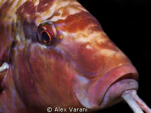 Parupeneus sp. -portrait - by Alex Varani 